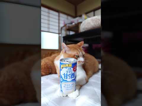 涼しさと癒やしを届ける冷やし甘酒とかわいい猫のコラボ動画 サムネイル