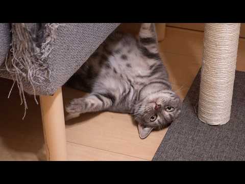 猫の舐めた態度が可愛すぎる