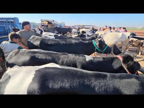 سوق البقر اليوم الخميس بمعرةمصرين هبوط سعر اللحم بقرات نصاصي بتاريخ 10/30لتواصل 0997192642