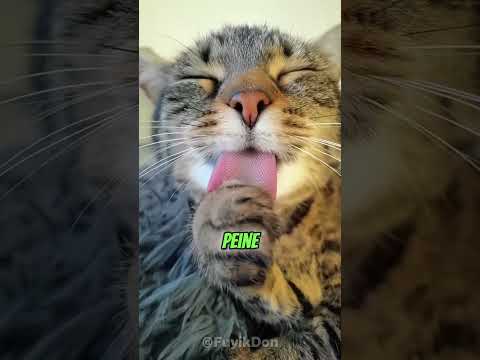 ¿Por Qué la Lengua de los Gatos Parece una Lija? 🐱😳