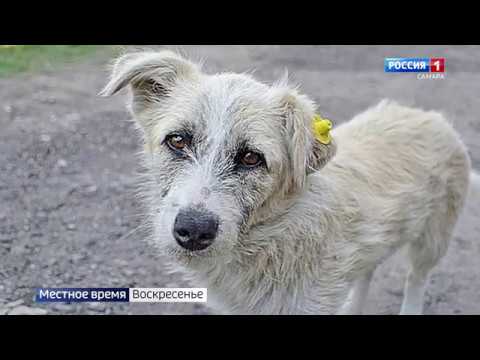 В Самаре появится новый приют для бездомных животных