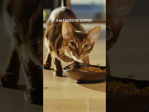 Pro Plan AdvantEDGE Digestive Support+ Cat Food #DigestiveCatFood #AdvantEDGECatFood #Shorts