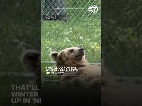 Bear at sanctuary appears to rest in her '<strong>nest</strong>'