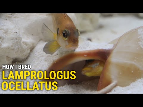 How I Bred Lamprologus Ocellatus At Home This was a great introduction to both shell dwellers and hard-water fish in general. In this video I