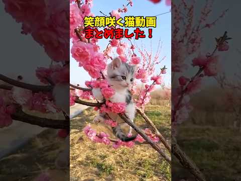 猫の動画サムネイル - 笑顔咲く🌸 #猫 #cat #cats #cute