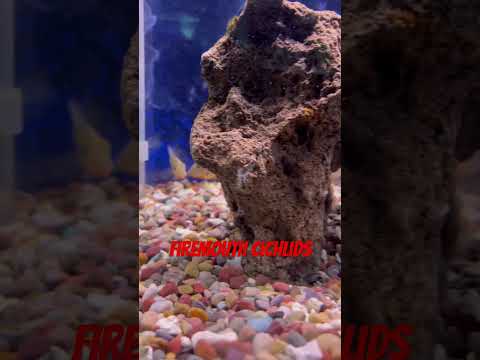Some Juvenile Firemouth Cichlids - Thorichthys mee 