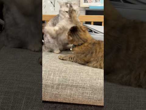 今日も今日とてネコの喧嘩#cute #cat #猫のいる暮らし #猫 #動物 #shorts