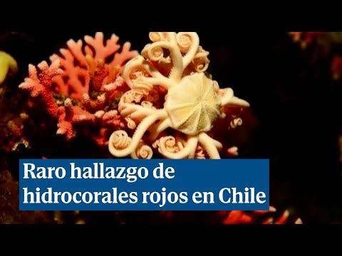Hallan hidrocorales rojos al sur de Chile, en el punto más al sur en el que han sido encontrados