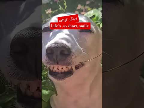 بخند smile  #music #smile #smilemore #dog