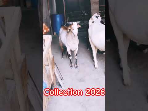 Collection 🐐 2026👌