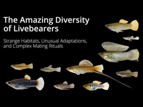 Michi Tobler_ The Amazing Diversity of Livebearers This is a guest lecture originally presented at the 12/03/20 monthly meeting of Minnesota Aquarium S