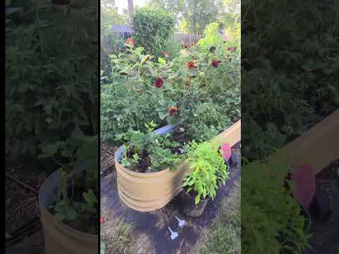 Full Garden Walk By: Every Thing Is Doing Well!