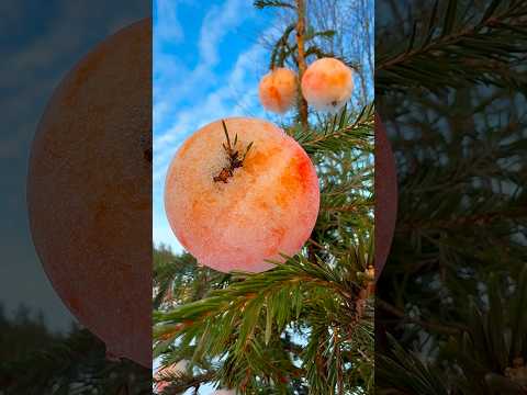 🍎മരംനിറയെ സ്നോ ഫ്രൂട്ട് #mallusinfinland #minivlog #positivevibes #familyvlog #dailyvlog #snow #