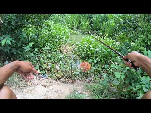 Đi câu cá rô phi khủng ở con suối nhỏ.@chautientv