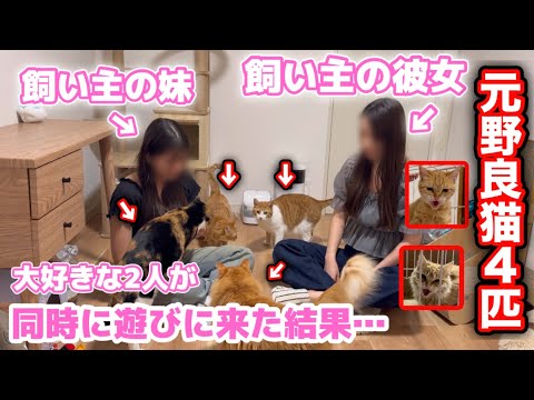 大好きな彼女と妹が遊びに来た時の元野良猫4匹の反応が…