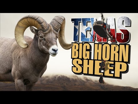 Restoring Texas Bighorns: The Fight To Save A Species