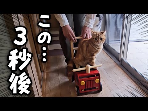 子猫と犬にこっそり新車をプレゼントしたら大喜びでこうなった...