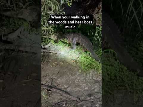 Everglades final boss #florida #everglades #wildlife #nature #alligator