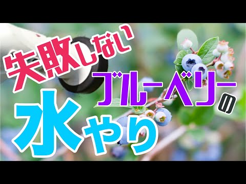 【意外に難しい!? 】失敗しないブルーベリーの水やり