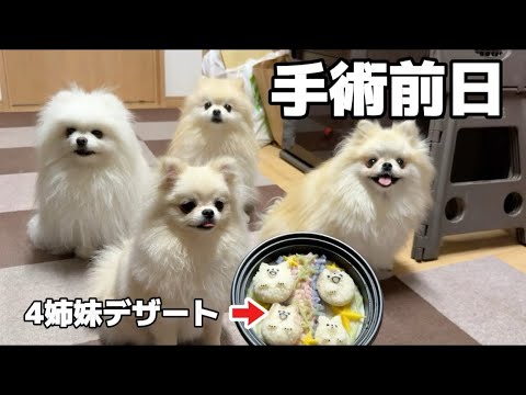 手術頑張れるようにご馳走を食べさせました!