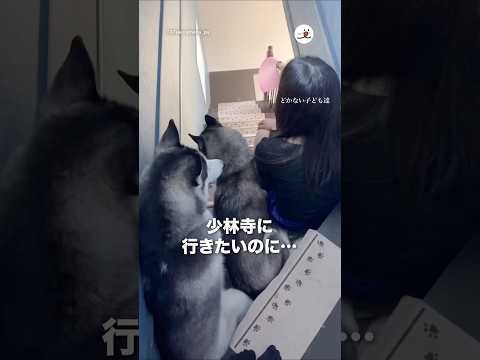 子供たちが楽しむ少林寺動画で癒しと驚き体験 サムネイル