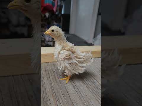 Chicken with Curly Feathers #shorts 