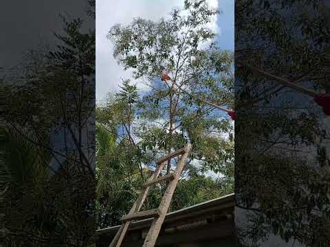 El Hombre ARAÑA, Al Rescate🕷️🕸️🇳🇮👍🏼😁📢#elcuconica #elhombrearaña #araña #superheroe #viral #viral