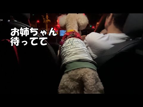 夜中のドライブでテンション上がりながらお姉ちゃんをお迎えに行く大きいトイプードル【デカプー】【トイプードルのロアくん】【toy poodle】