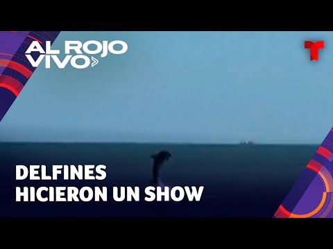 Bañistas quedan fascinados con el baile de unos delfines en una playa de Georgia