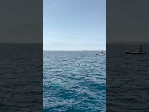 Last year we got some ridiculously cool Risso’s dolphin hangout time. We hope for the same this year