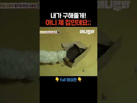 아니 내 집이라고 #애니멀봐 #shorts