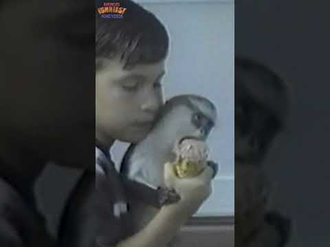 Monkey Steals Ice Cream Right From His Mouth #shorts #funny #animals