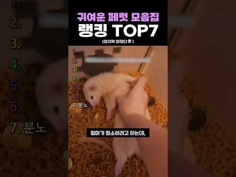 귀여운 <strong>페럿</strong> 모음집 랭킹 TOP7