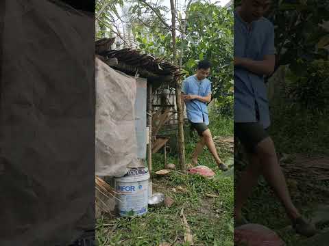 Rượt bắt gà để thả vườn, ai ngờ cười muốn xỉu! Tried to Release My Chickens But They Had Other Plans