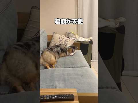幸せをおすそわけ#犬#犬のいる暮らし #中型犬#かわいい#癒し#オーストラリアンシェパード#dog #aussie #australianshepherd