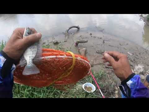 Câu cá rô phi tự nhiên ở chân cầu ông cộ . Cá ăn giựt đã tay..@chautientv ..