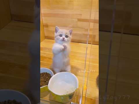 soft little kitten meows🐾