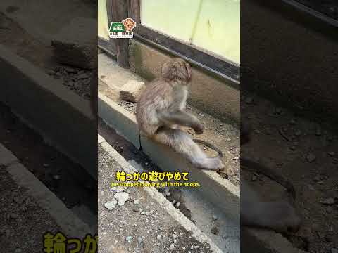 【高尾山さる園】レモンくんのお気に入りの遊びは?【Snowmonkey】 #monkey #mttakao #animals #monkeypark #ニホンザル #zoo #高尾山 #tokyo