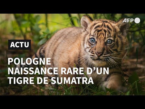 Naissance d'un tigre de Sumatra rarissime, dans un zoo de Pologne | AFP