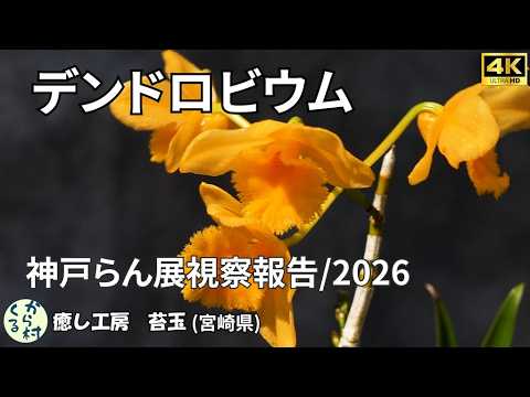 【洋蘭】神戸らん展視察報告/2026