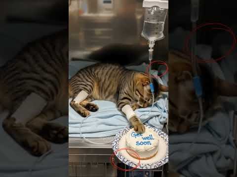 #catshorts #cat #animalai