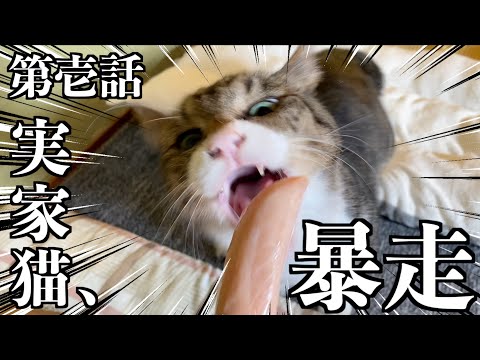 実家猫の目の前にささみを近づけてみたらこうなりました...