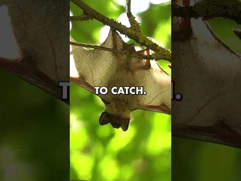 A Reticulated Python's Favorite Food? #wildlife #mainlandreticulatedpython #reticulatedpython #bats #snake 

Connect with Reach Out Reptil