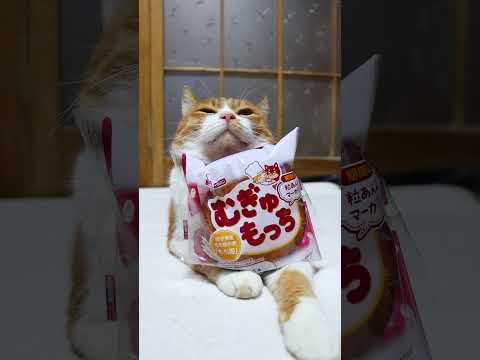 猫の動画サムネイル - むぎゅもっち　粒あん＆マーガリン　250526　#ねこ　#のせ猫 #cat #cute #猫のいる暮らし #ネコ #ネコ #猫のいる生活