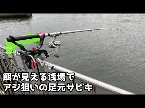 餌が見える浅場でアジ狙いの足元サビキ