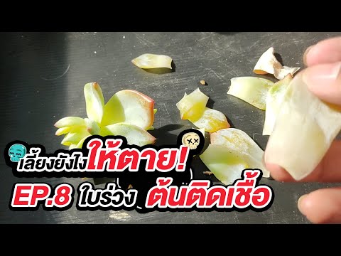 เลี้ยงยังไงให้ตายEP.08:กุหล