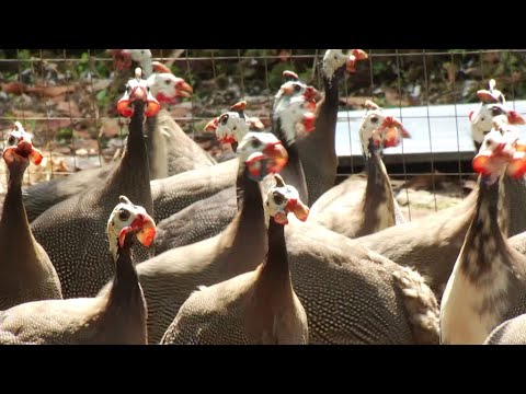 Hechos del Agro - Crianza de gallinas de guinea