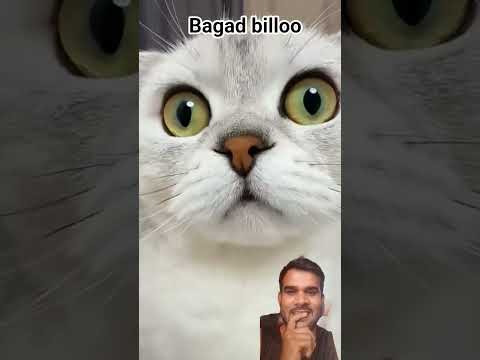 #funny #cat #challenge #memes #comedy #cats #amazingmemes