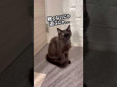 【双子保護猫】眠さを我慢して遊びたがる子猫🐈‍⬛🐾