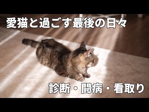 癌と闘った猫、命の灯【3カ月の闘病記録】